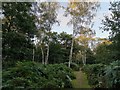 SK6167 : Path through the trees in Sherwood Forest by Phil Champion