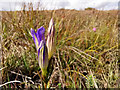 SZ0283 : Marsh Gentian (Gentiana pneumonanthe) on Godlingston Heath by Phil Champion