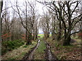 NS7643 : Wet woodland track near Bogside by Alan O'Dowd