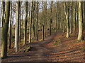 SK3272 : Woodland path at Linacre Reservoirs by Graham Hogg