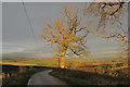 NU0514 : Roadside tree near Glanton Pyke by Derek Harper