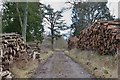 NT3359 : Timber stacks on Carlisle Approach track, Arniston by Jim Barton