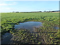 NX9656 : Puddle in a field north of East Preston by Christine Johnstone