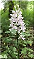 TQ2115 : Common Spotted Orchid - Dactylorhiza fuchsii - Henfield, Sussex by Ian Hawfinch