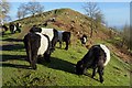 SO7642 : Belted Galloway cattle by Philip Halling