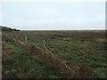 NY0165 : Merse [salt marsh], Caerlaverock NNR by Christine Johnstone