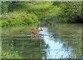 TQ1320 : Deer in Knepp Wildland, Sussex by Ian Hawfinch