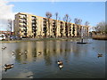 TQ3487 : Geese on the pond, Clapton Common by Malc McDonald