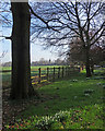 TL4648 : Whittlesford: roadside snowdrops by John Sutton