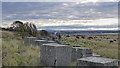 NT4682 : Anti-tank blocks, Gullane Links, East Lothian by Claire Pegrum