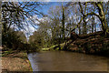 SJ6636 : Fallen Tree, Shropshire Union Canal by Brian Deegan