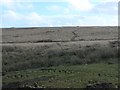 NY9818 : Grouse butts on Cotherstone Moor by Christine Johnstone