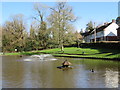 TQ5742 : Ducks on the pond, Southborough by Malc McDonald