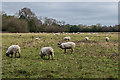 TQ4758 : Sheep grazing by Ian Capper