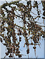 NJ9302 : Larch Cones by Anne Burgess