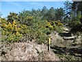 SY8391 : Chamberlayne's Heath, gorse by Mike Faherty