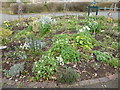 TQ2276 : Flower bed at the entrance to the London Wetland Centre by Marathon