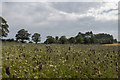 NO6851 : A field of wildflowers near Red Castle by Adrian Diack