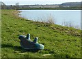 SK6543 : Flotsam by the River Trent by Alan Murray-Rust