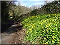 SO7640 : Springtime roadside flowers by Philip Halling