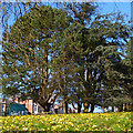 ST3087 : A carpet of yellow, Belle Vue Park by Robin Drayton