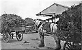 TF4610 : Cartloads of pea vines at Smedley's canning factory, Wisbech -  c.1930 by The Humphrey Family Archive