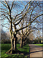 SE2734 : Gnarled trees, Armley Park by Stephen Craven