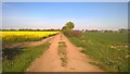 TF1606 : Farm track and footpath near Peakirk by Paul Bryan