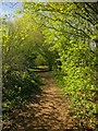 SJ7251 : Woodland Footpath by Scott Robinson