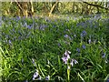 TF0820 : A carpet of bluebells by Bob Harvey