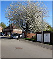 ST3189 : White blossom, Brynglas Avenue, Newport by Jaggery