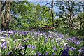 TQ5782 : Bluebells & Seat in Belhus C.P by Glyn Baker