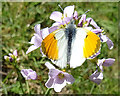 NJ3151 : Orange Tip Butterfly on Cuckoo Flower by Anne Burgess