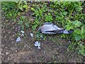 TF0820 : Dead Pigeon by Bob Harvey