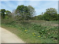 SE3621 : Trees growing at Kirkthorpe Lock by Christine Johnstone