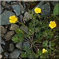 SK6339 : Creeping buttercup (Ranunculus repens) by Alan Murray-Rust