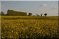 TM3965 : Rape field off Butcher's Road, Kelsale by Christopher Hilton