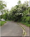 ST3089 : White blossom alongside a side road, Malpas, Newport by Jaggery