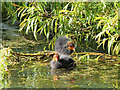 SD7807 : Young Coots on the Manchester, Bolton and Bury Canal by David Dixon