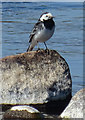 NJ3461 : Pied Wagtail (Motacilla alba) by Anne Burgess