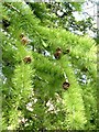 NY9362 : New needles on larch tree by Oliver Dixon