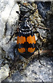 NJ3556 : Nicrophorus vespilloides by Anne Burgess