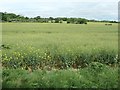 SE3624 : Oil seed rape coming into flower by Christine Johnstone