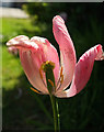 SX9065 : Tulip, Torre by Derek Harper