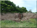 SE3725 : Japanese knotweed and abandoned railway wagon by Christine Johnstone