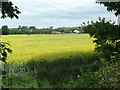 SE3825 : Oilseed rape, south of Scholey Hill by Christine Johnstone