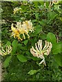 TF0820 : Lonicera periclymenum by Bob Harvey