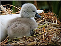 SD7908 : Newly Hatched Cygnet by David Dixon