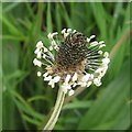 SP2964 : Ribwort Plantain in flower, St Nicholas Park, Warwick by Robin Stott