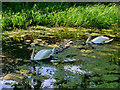 SD7909 : Swan Family on the Canal (day 8) by David Dixon